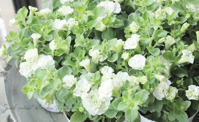 Ȭ�ź餭�ڥ���˥������طϡ��ؾ���ԥ���������������ǡ�