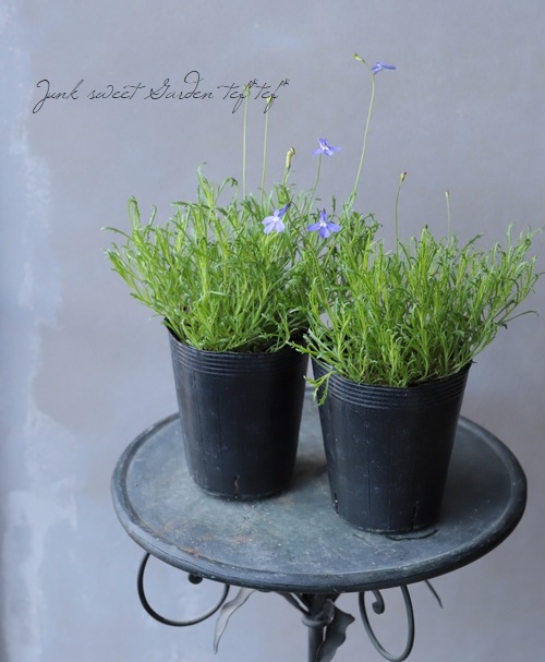 ���٥ꥢ���إѥ饷����֥롼 ��