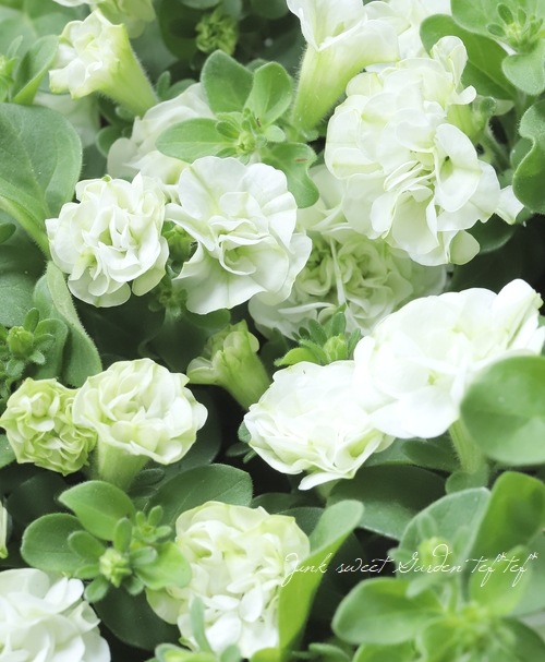 Ȭ�ź餭�ڥ���˥������طϡ��ؾ���ԥ���������������ǡ�