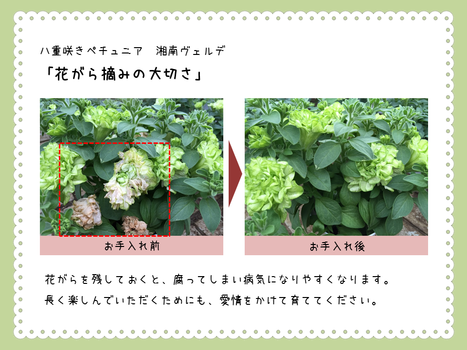 Ȭ�ź餭�ڥ���˥������طϡ��ؾ���ԥ���������������ǡ�