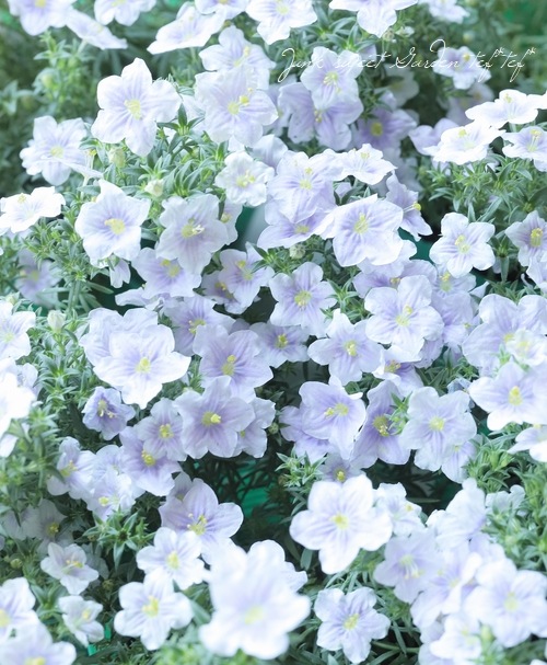 植物 シンニンギア断崖の女王植え替え【実生10ヶ月】 | スーパー
