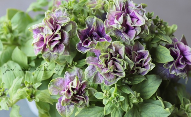 専用　ブライダルベール　ケイトウ　八重咲ペチュニア　クレイフラワー 八重咲きペチュニア 大輪種 『湘南ヴィオーレ・ヴェルデ』 | すべての