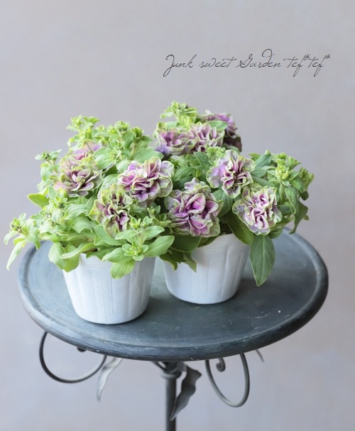 専用　ブライダルベール　ケイトウ　八重咲ペチュニア　クレイフラワー 八重咲きペチュニア 大輪種 『湘南ヴィオーレ・ヴェルデ』 | すべての