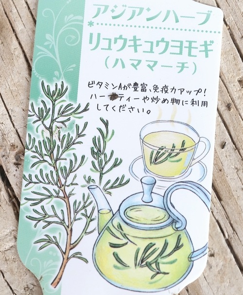 家庭菜園】ハーブ・ リュウキュウヨモギ 『ハママーチ』 | すべての