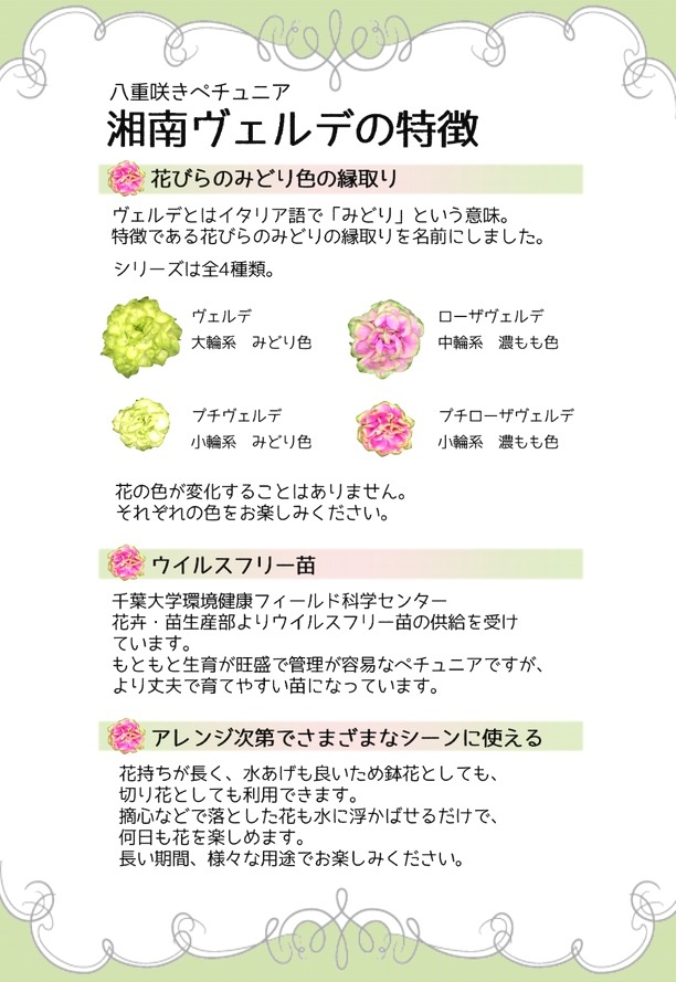 八重咲きペチュニア 大輪種 湘南ヴィオーレ ヴェルデ すべての商品 Junk Sweet Garden Tef Tef