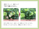 Ȭ�ź餭�ڥ���˥������ؼ� �ؾ�����������졦������ǡ�