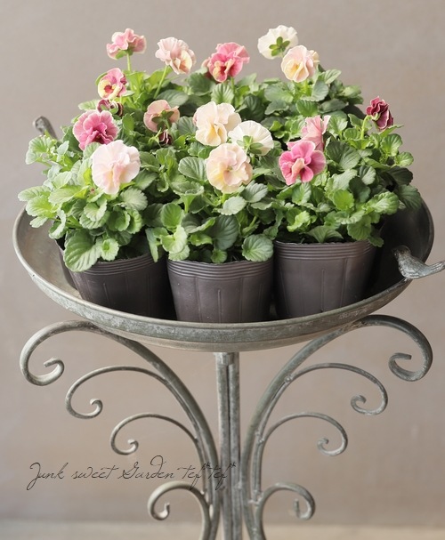 ☆育種うえたオリジナルビオラ 『試作品種』 2024 No.125 | すべての