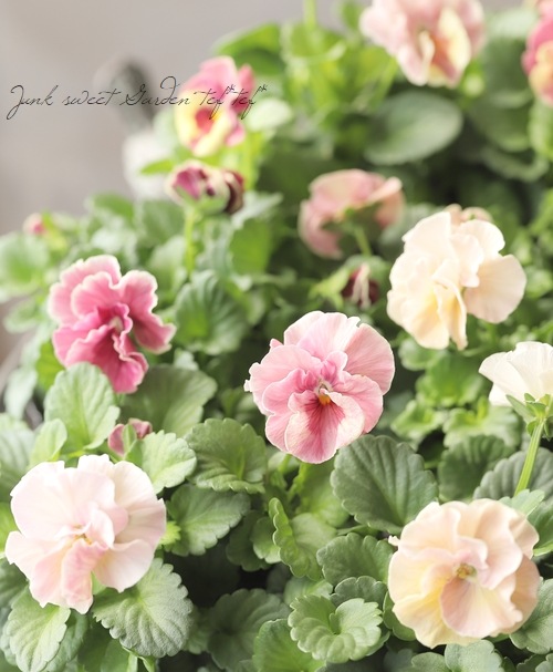 ☆育種うえたオリジナルビオラ 『試作品種』 2024 No.125 | すべての