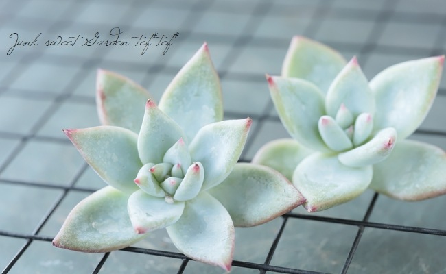 多肉植物 エケベリア 45.ホワイトザラゴーサ×コロラータタパル 多肉