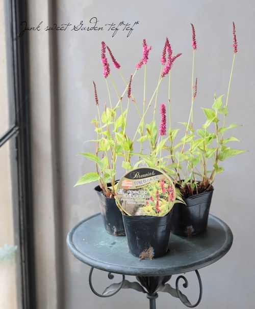 �ڥ륷���ꥢ���إ�����ǥ󥢥�����