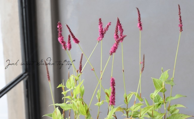 �ڥ륷���ꥢ���إ�����ǥ󥢥�����