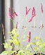 �ڥ륷���ꥢ���إ�����ǥ󥢥�����