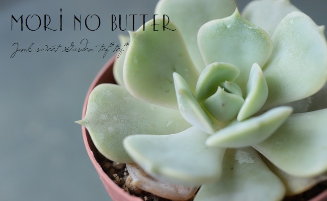 ¿ʪ إǥåʡ١٥ꥢ°