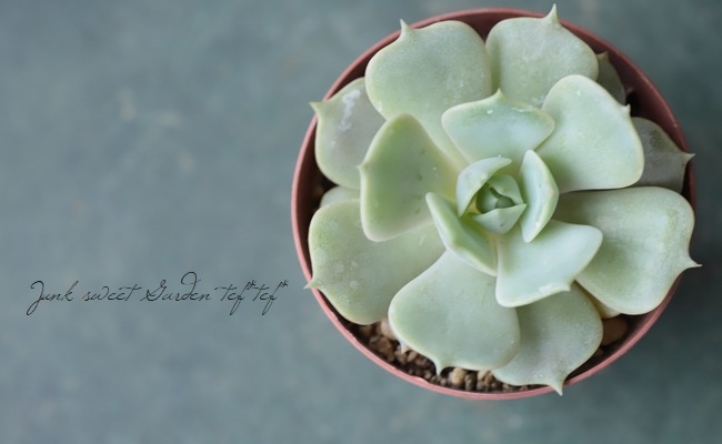 ¿ʪ إǥåʡ١٥ꥢ°