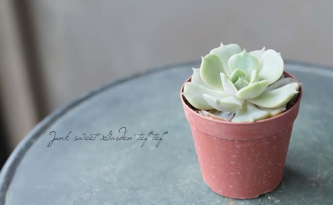 ¿ʪ إǥåʡ١٥ꥢ°