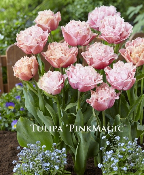 球根】八重咲きチューリップ 『ピンクマジック』 | 球根 | | Junk