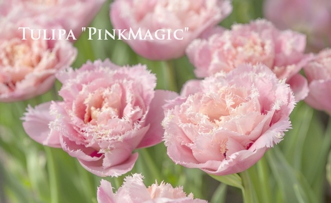 球根】八重咲きチューリップ 『ピンクマジック』 | 球根 | | Junk