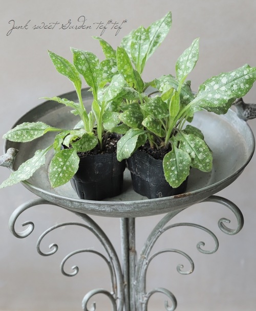 �ץ��ʥꥢ���إ֥롼�إ�����