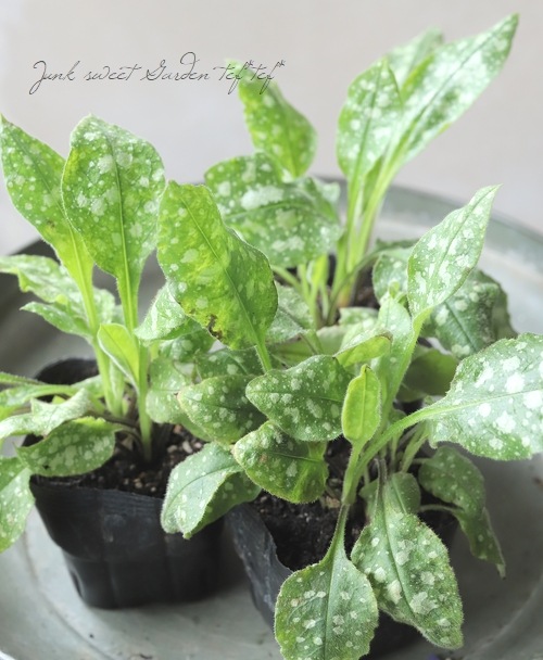 �ץ��ʥꥢ���إ֥롼�إ�����