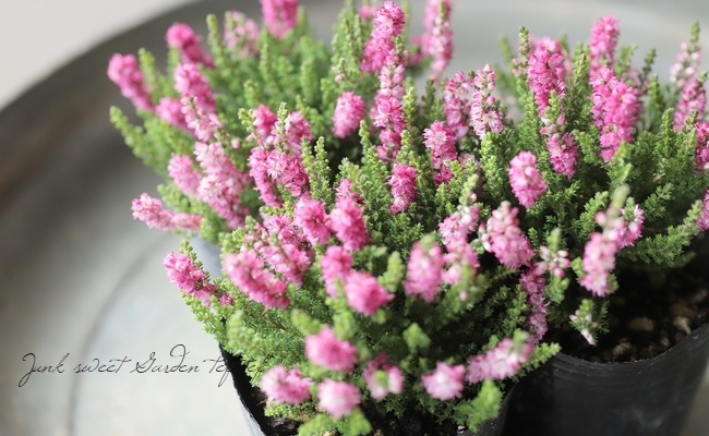 八重咲きカルーナ・ブルガリス 『F』 | すべての商品 | | Junk sweet