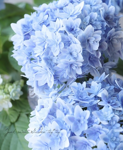 EKサクセス 紫陽花 [ハイドランジアペタル]＆[コンフェティ ハイド