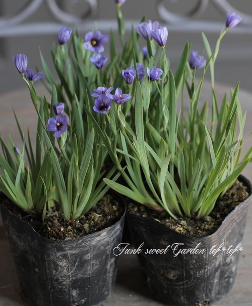 ������������ �إ�������