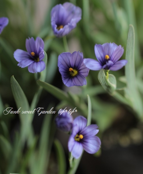 ������������ �إ�������