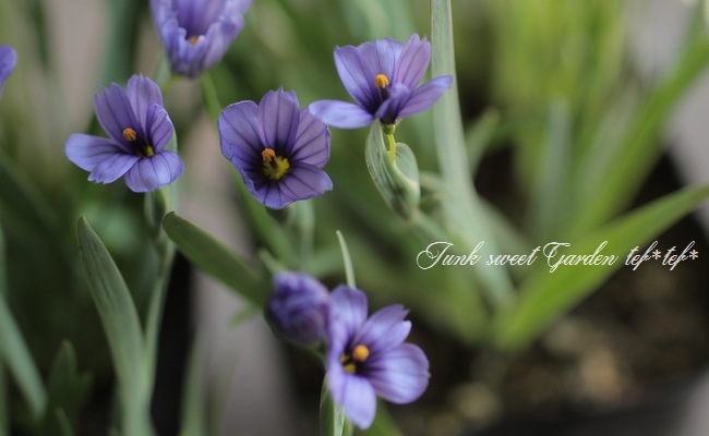 ������������ �إ�������