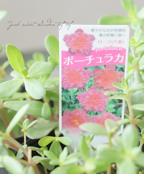 八重咲きポーチュラカ 『ローズ』 | 花苗 | | Junk sweet Garden tef*tef*