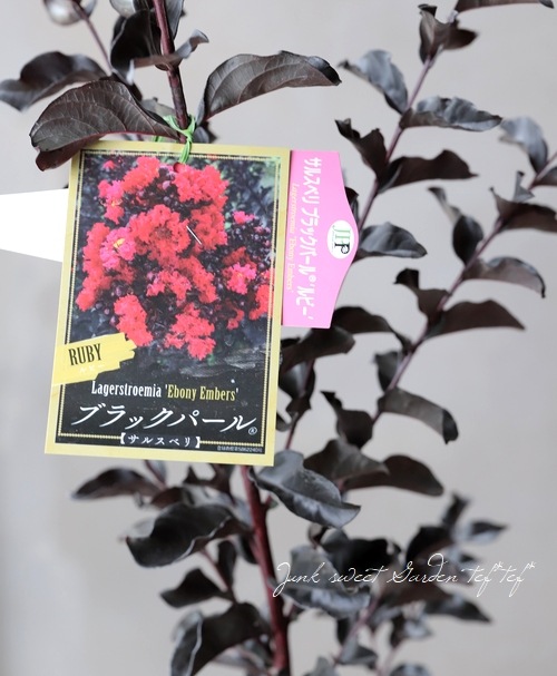 大人気品種☆サルスベリ ブラックパール ルビー1.6M(鉢底から) サルスベリ ブラックパール® | PROVEN WINNERS (PW)【植物の国際