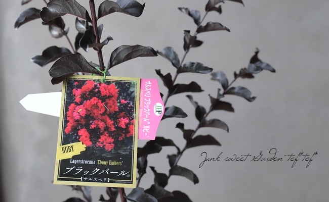黒葉サルスベリ・ブラックパール 『ルビー』 | すべての商品 | | Junk