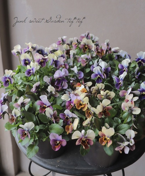 ߤȥӥ顦΢ʼMr.˥å