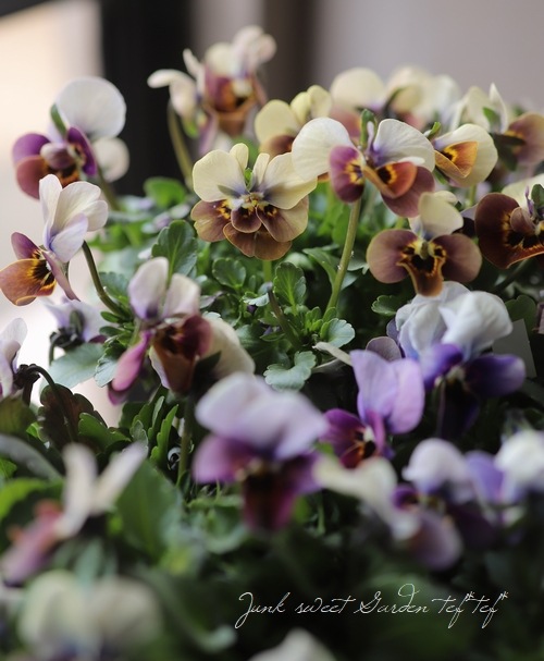 ߤȥӥ顦΢ʼMr.˥å