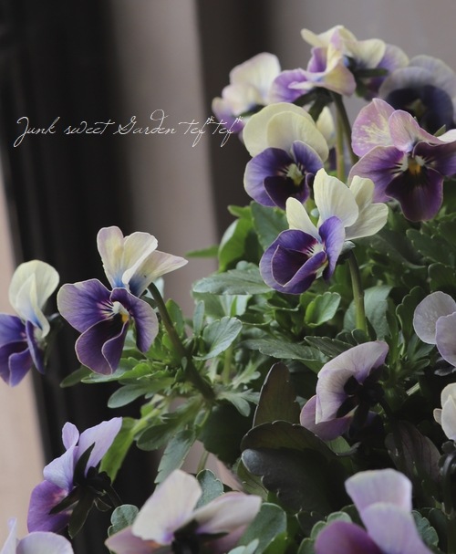 ߤȥӥ顦΢ʼMr.˥å