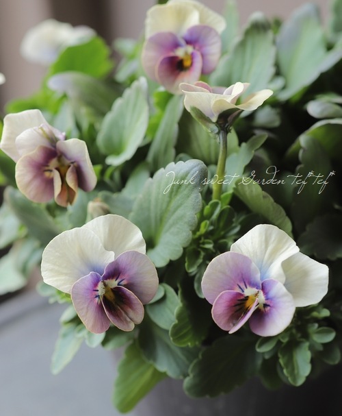 ߤȥӥ顦΢ʼMr.˥å