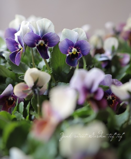 ߤȥӥ顦΢ʼMr.˥å