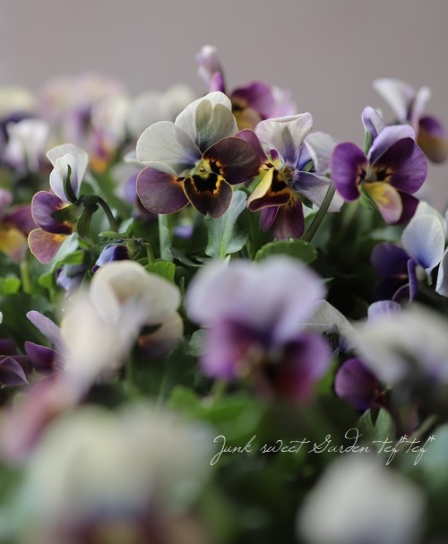 ߤȥӥ顦΢ʼMr.˥å