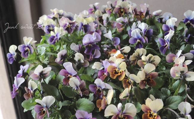 ߤȥӥ顦΢ʼMr.˥å