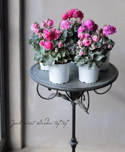 軽井沢育ちのミニシクラメン 『クロシェット』 ピンク系 | すべての