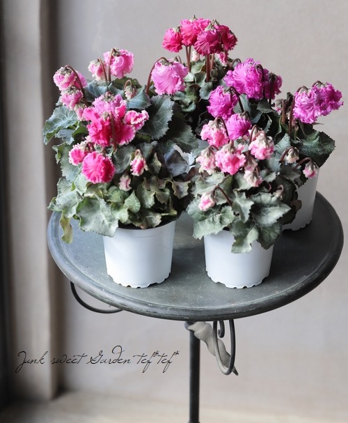 チェリーパイ 220SUS 背黒グリーン/ピンクヘッド G681 チェリーパイ 220SUS 背黒グリーン/ピンクヘッド G681 チェリーパイ