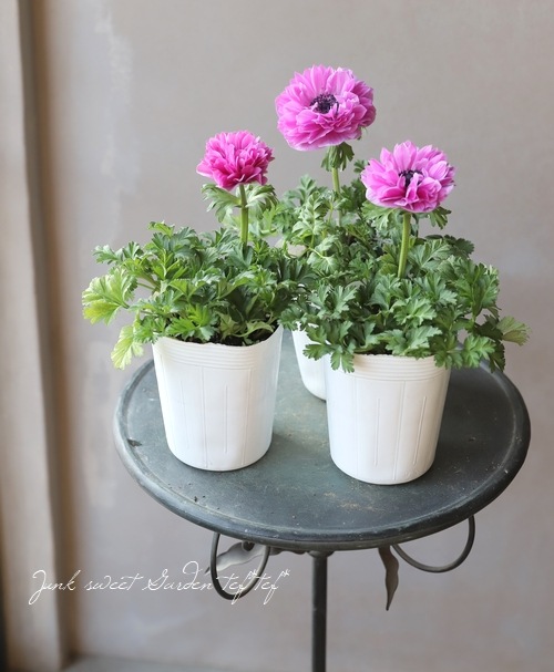 2年物！PREMIUM】八重咲きアネモネ ポルト 『ピンク』 | すべての商品