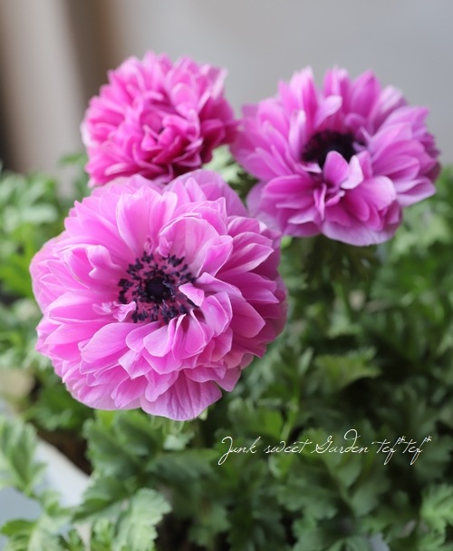 2年物！PREMIUM】八重咲きアネモネ ポルト 『ピンク』 | すべての商品