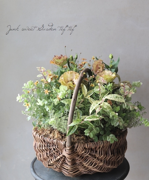 �֥��쥬�Ρ��إ٥ꥷ��١�