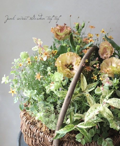 �֥��쥬�Ρ��إ٥ꥷ��١�