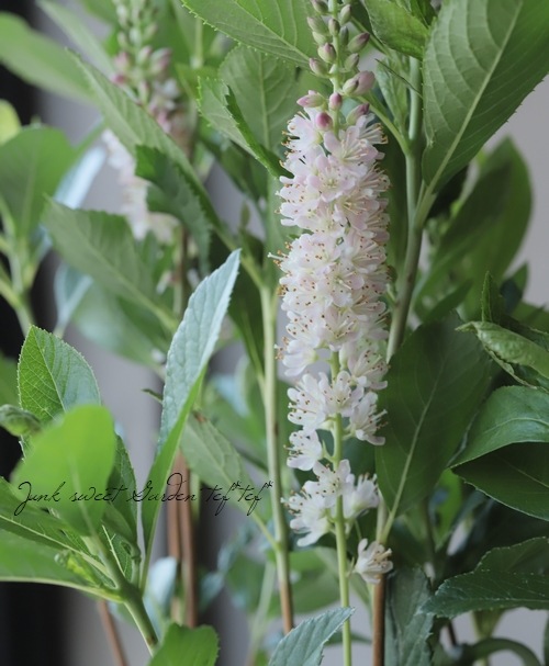 抜群。山採りリョウブ。 山採り自然樹形リョウブ販売 秋元園芸