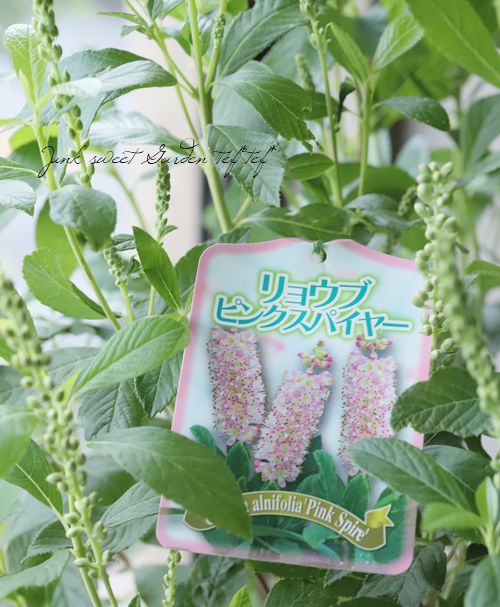 アメリカリョウブ 『ピンクスパイヤー』 | すべての商品 | | Junk