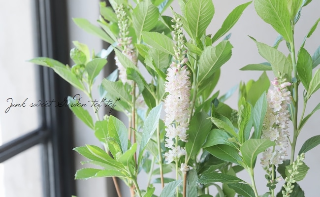 アメリカリョウブ 『ピンクスパイヤー』 | すべての商品 | | Junk