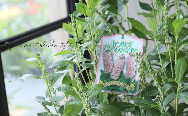 アメリカリョウブ　ピンクスパイヤー　ミツバウツギセット リョウブ アメリカリョウブ ピンクスパイヤー 苗 販売 苗木部 By