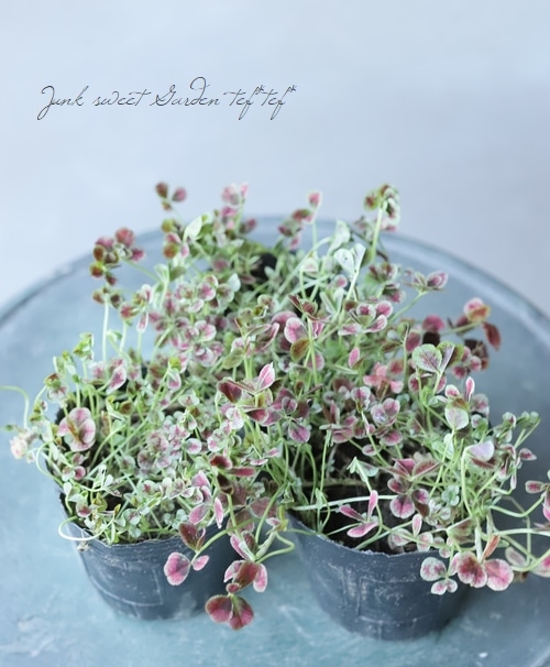 �ߤ�ȱ�ݥ��󥸥��륯�����С� �إޥ������