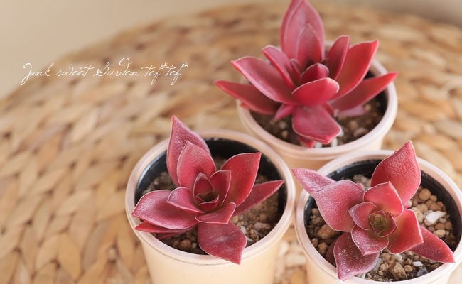 多肉植物 クラッスラ ルブリカウリス キャンディケイン 抜き苗